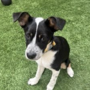 Smokey: Courtesy Post